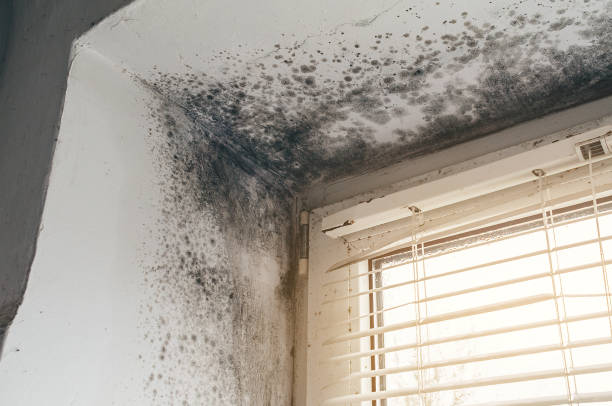 Affordable Mold Cleanup solutions in Point Lookout, NY